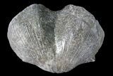 Huge, Pyrite Replaced Brachiopod (Paraspirifer) - Ohio #85559-2